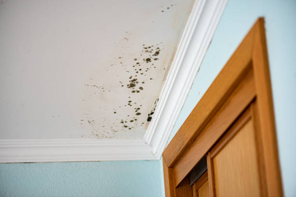 Best Residential Mold Remediation in Ball, LA