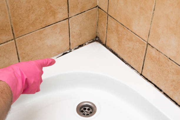 Professional Mold Remediation in Ball, LA